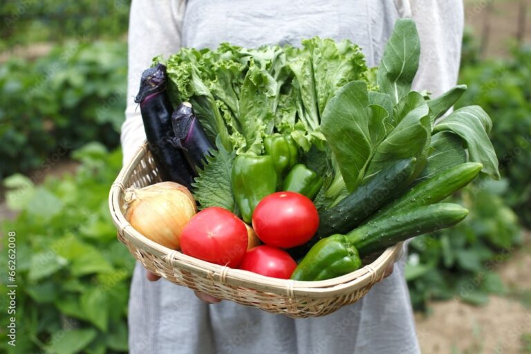 無農薬野菜セット