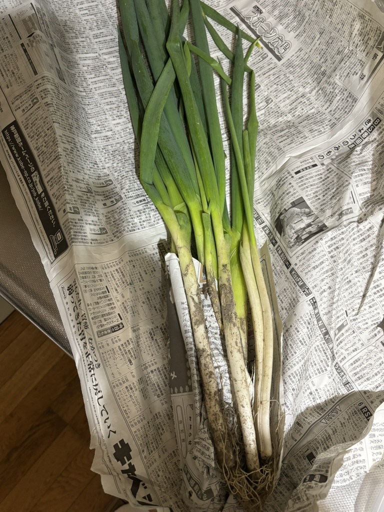 岩津ねぎ、また買いに行きました